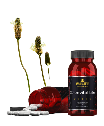 COLONVITAL LIFE X 60 CAP. WALIFE
